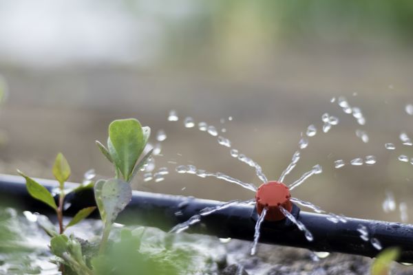 Drip Sprinkler Installation